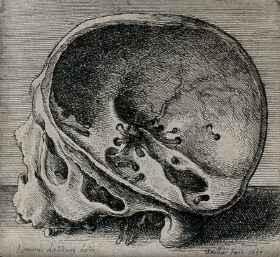 Sección transversal del cráneo en vista de perfil de Leonardo da Vinci